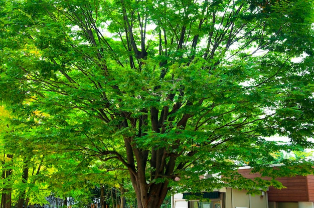 Japão Tokyo Sensoji Temple Kaminarimon rua comercial dia chuvoso Árvores de bordo verdes