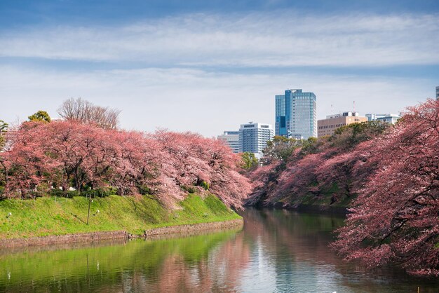 Foto japón en el foso del palacio imperial de chidorigafuchi