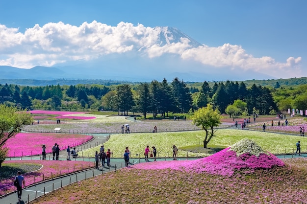 Foto japón - mayo 19,2017: los turistas disfrutan de las visitas turísticas del festival shibazakura en el jardín shibazakura (musgo rosa) con el monte. fondo de fuji, fujinomiya