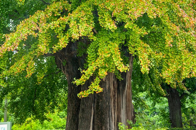 Japón Tokio Ueno Park parque de verano árboles verdes albaricoqueros