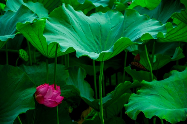 Japón Tokio Ueno Park verano Shinobu estanque loto elegante