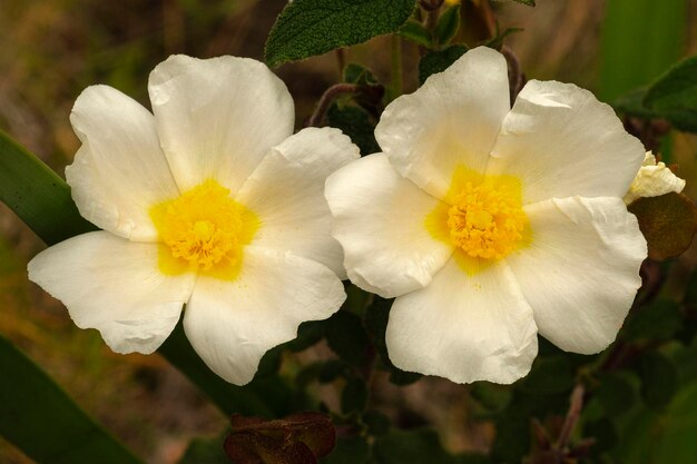 Jara sageleaved salvia cistus o Gallipoli rose Cistus salviifolius Málaga España