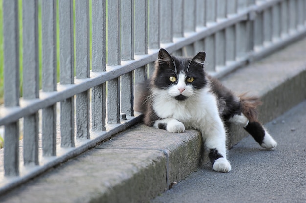 Jarda de gato sentado deitado perto da cerca