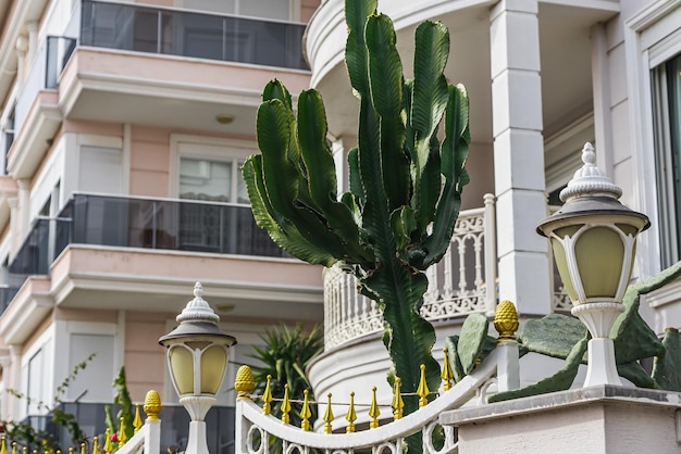 Jardim ao ar livre com um belo cacto verde em uma rua turca em um dia quente de verão