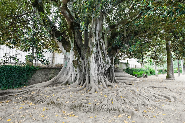 Jardim botânico, coimbra