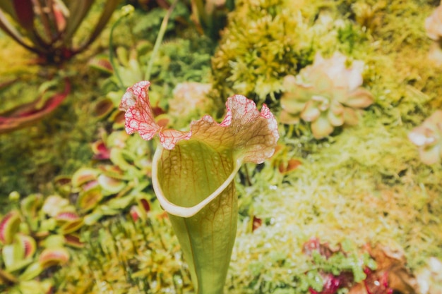 Jardim botânico com flores carnívoras Folhagem da selva fotografia de stock Armadilhas de mosca de Vénus e plantas de jarro Folhagem da selva fotografia de stock