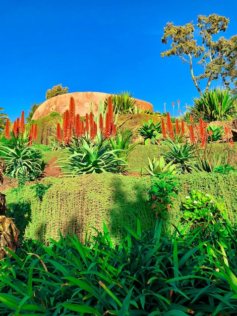 Jardim botânico da cidade do Funchal, ilha da Madeira, Portugal.