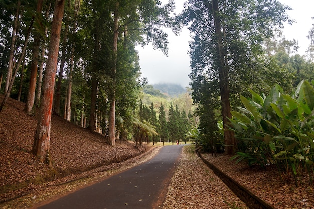 Jardim botânico em Bedugul, Bali, Indonésia