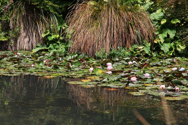 jardim botânico em Christchurch