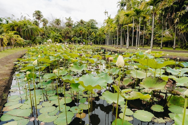 Jardim botânico em Pamplemousses, Mauritius.Pond no jardim botânico de Mauritius.