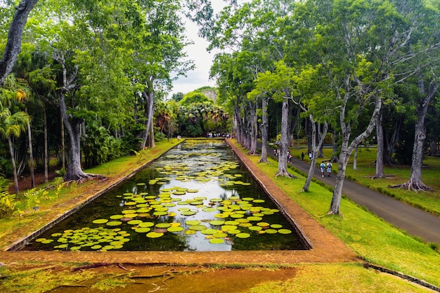 Jardim botânico na ilha paradisíaca de Maurício. Belo lago com lírios. Uma ilha no Oceano Índico.