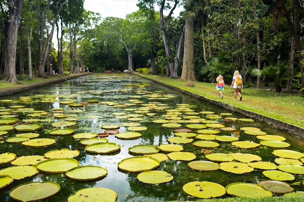 Jardim botânico na ilha paradisíaca de Maurício. Belo lago com lírios. Uma ilha no oceano Índico