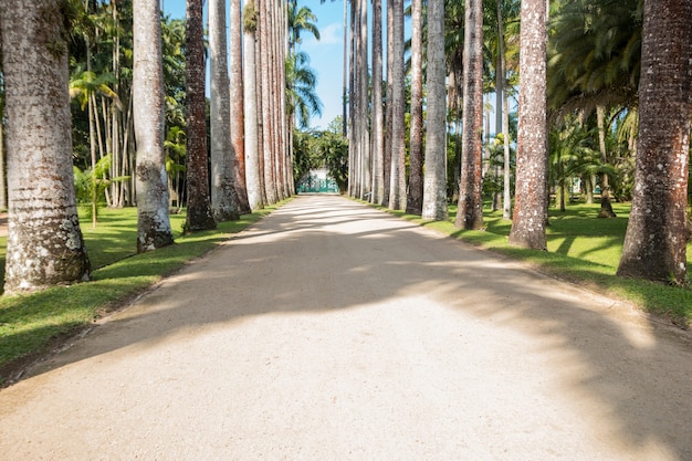 Jardim botânico no Rio de Janeiro, Brasil - 4 de agosto de 2021: vista do jardim botânico no Rio de Janeiro.