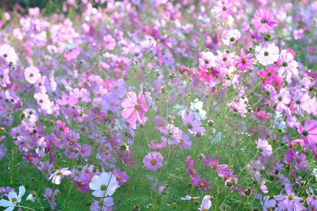 Jardim colorido do cosmos do enxofre