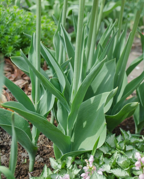 Jardim colorido na primavera e planta de tulipas Belo jardim na primavera Tulipas crescentes fecham