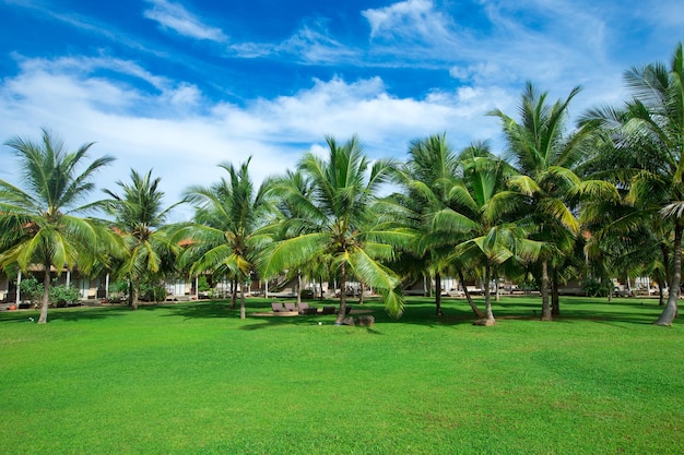 Jardim com coqueiros