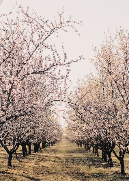 Jardim com fileiras de cerejeiras rosa em flor