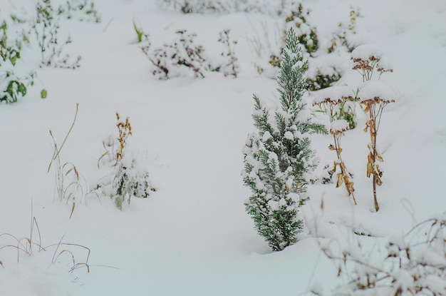 Jardim com flores perenes cobertas de neve no inverno