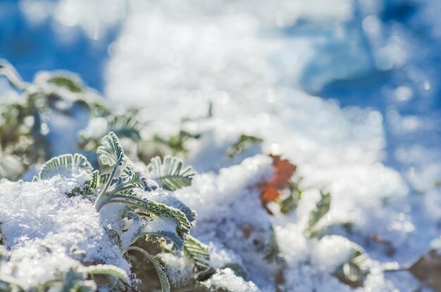 Jardim com flores perenes cobertas de neve no inverno