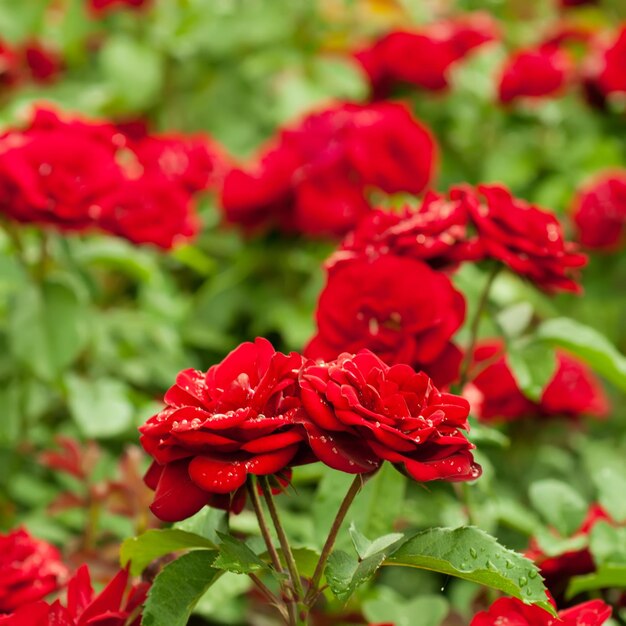 Jardim com fundo floral de rosas vermelhas frescas