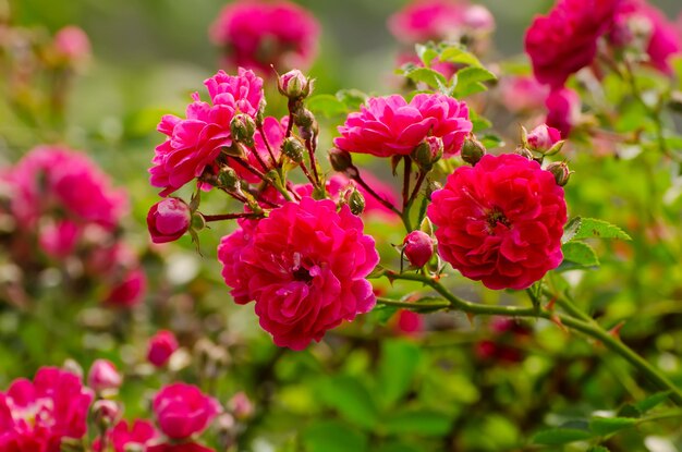 Jardim com fundo natural floral de rosas vermelhas frescas