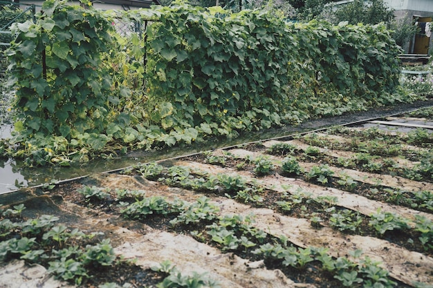 Jardim com morangos