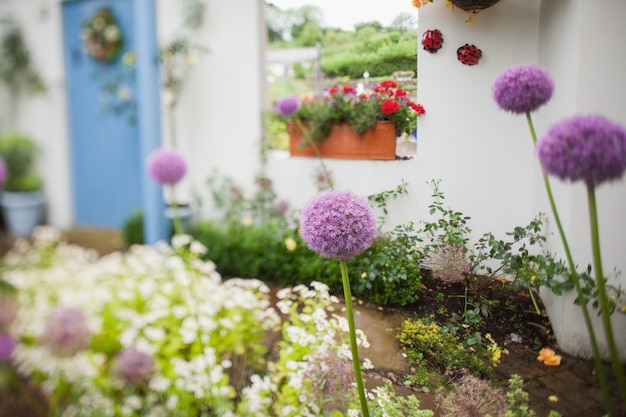 Jardim com muitas flores