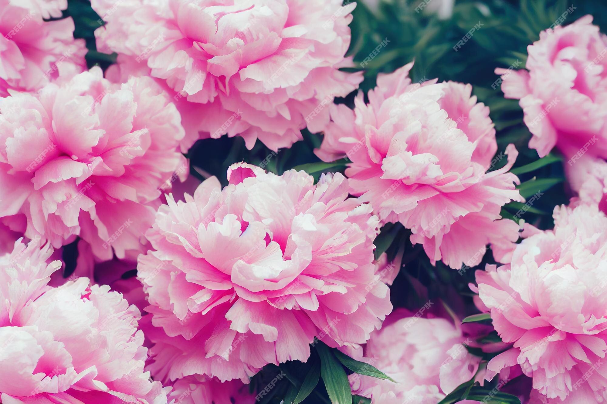 Jardim com plantas floridas flor de peão rosa sobre fundo de folhagem  escura