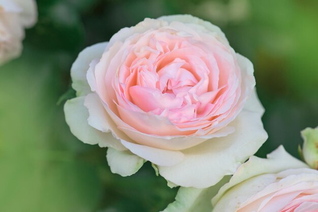 Jardim com rosas frescas lindas flores cor de rosa