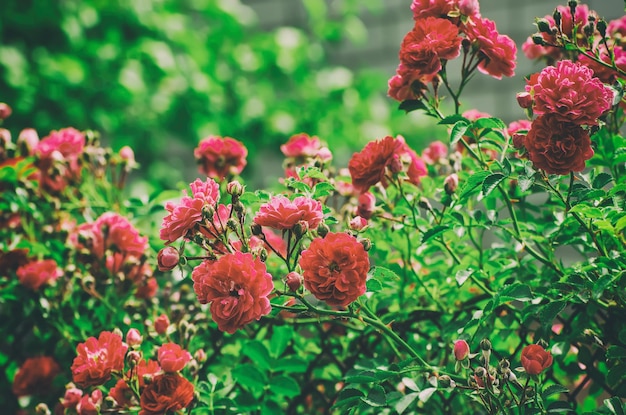 Jardim com rosas vermelhas frescas, fundo de instagram vintage floral natural hipster