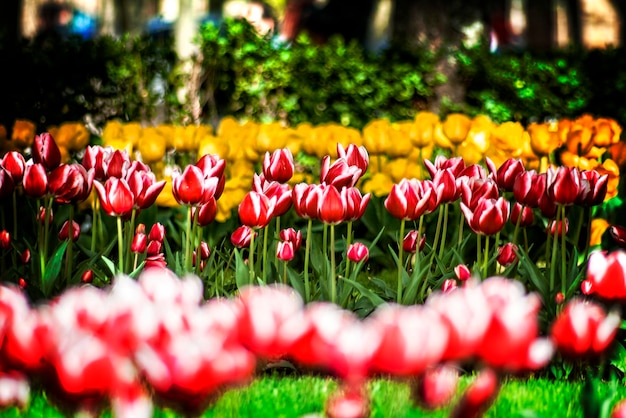 Jardim com tulipas de várias cores