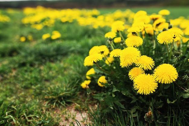 Jardim com um campo infinito de flores de kulbaba amarelas. Foto de alta qualidade