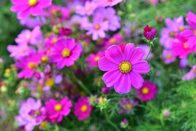 Jardim completo do campo de flores da cor cor-de-rosa bonita em Tailândia Ásia a semente-rolamento.