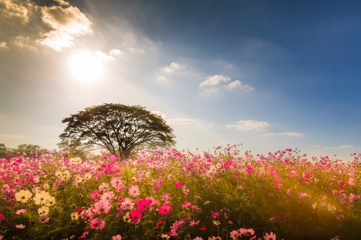 Foto jardim cosmos com luz brilhante