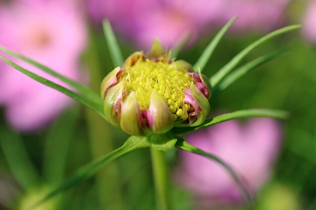 Jardim Cosmos ou botão de flor de áster mexicano crescendo no jardim