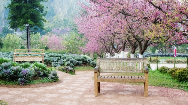 Foto jardim da flor de cerejeira na estação agrícola real angkhang.