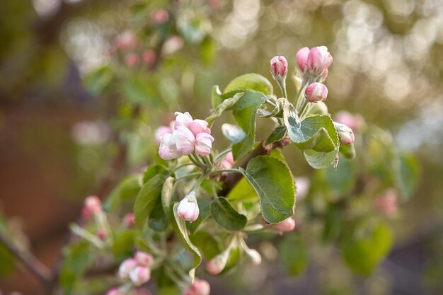 Jardim da primavera Galho florescente de macieira Copie o espaço Beleza estética