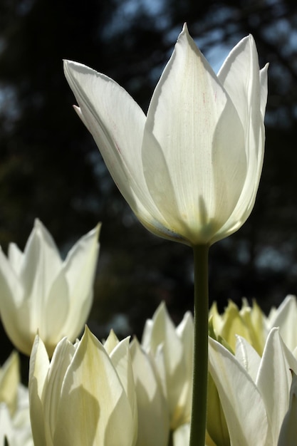 Jardim das Tulipas