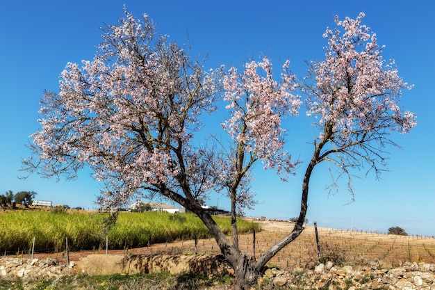 Jardim de amêndoa florescendo em Portugal. Tavira Algarve