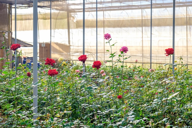 Jardim de arbustos de rosas na planta