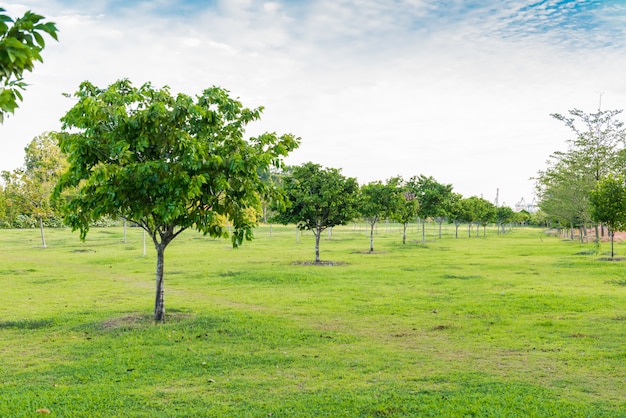 Jardim de árvores em cingapura