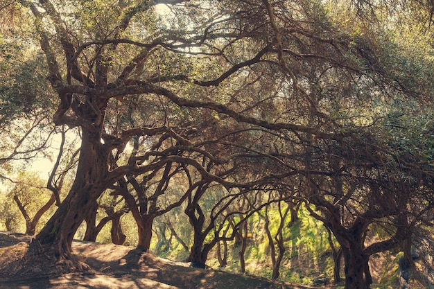 Jardim de azeitonas