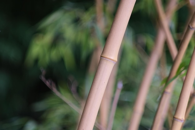 Jardim de bambu