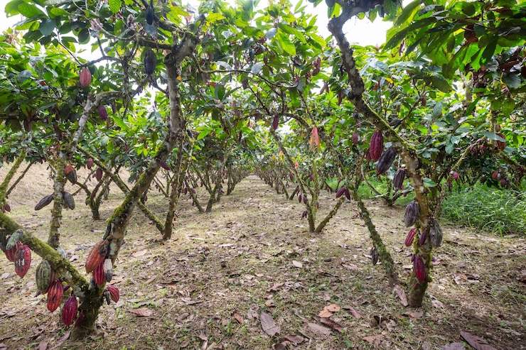 Jardim de cacau