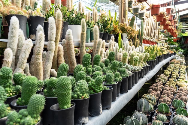 Jardim de cactos com Espostoa lanata Mammillaria spinosissima cv Un Pico e outros cactos.