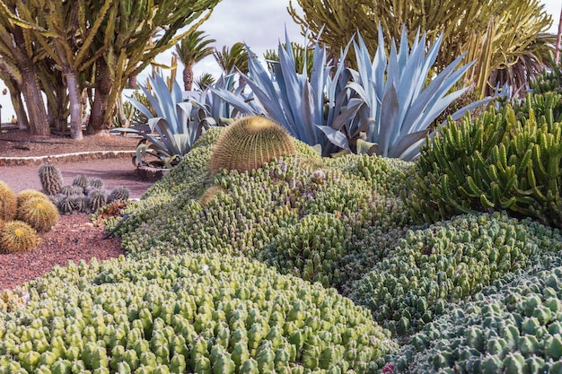 Jardim de cactos em Fuerteventura, Ilhas Canárias, Espanha.
