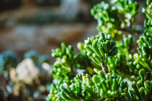 Jardim de cactos