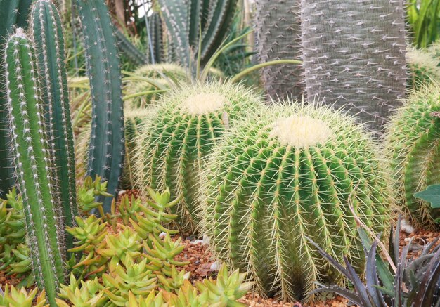 Jardim de cactos