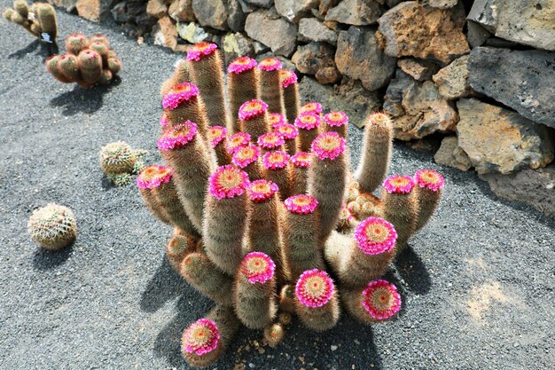 Foto jardim de cactus jardim guatiza lanzarote