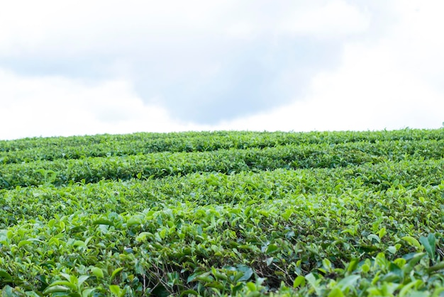 Foto jardim de chá na área do monte kerinci jambi indonésia